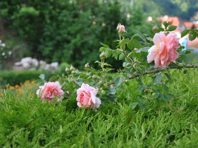 Rosen im Garten Ostern in Wasungen